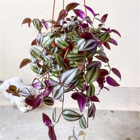 Tradescantia Zebrina plant Creeping Plant for Indoor Hanging Planters ...