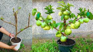 InGreen Guava Plant Price in India - Buy InGreen Guava Plant online at ...
