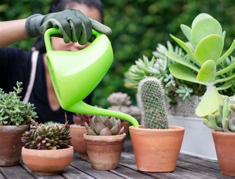 Watering Cactus And Succulents SELF WATERING GROW KIT SUCCULENTS
