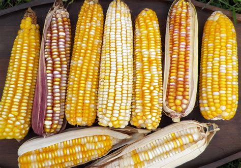 Maize Dent Corn