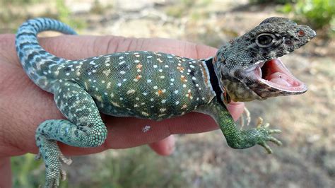 Rezultat imagine pentru Collared Lizard