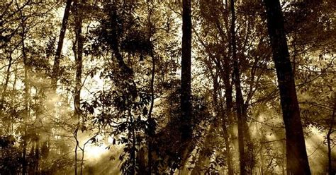 Three trillion trees live on Earth, but there would be twice as many ...