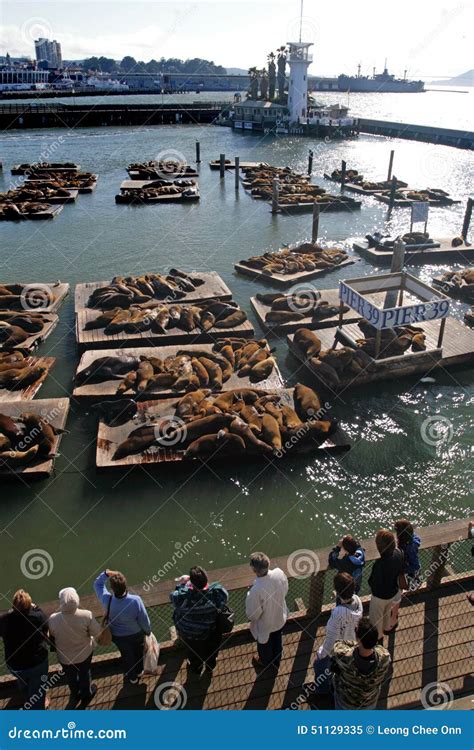 Sea Lions at Pier 39, San Francisco, USA Editorial Image - Image of ...