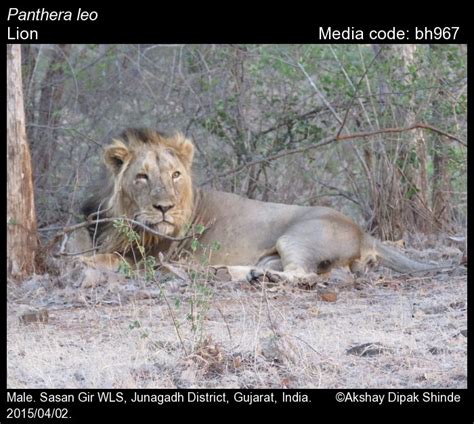 Panthera leo Linnaeus, 1758 - Lion | Mammals