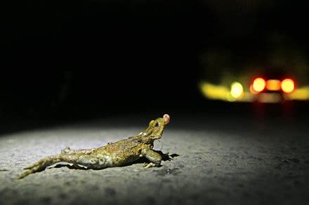 Toad's Mistake 的图像结果