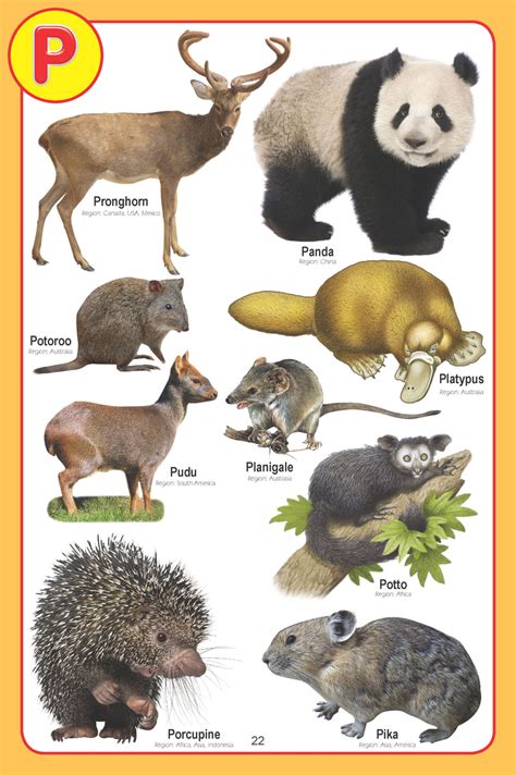 JoGenii |My Jumbo Animal Pictionary | Dreamland Publications
