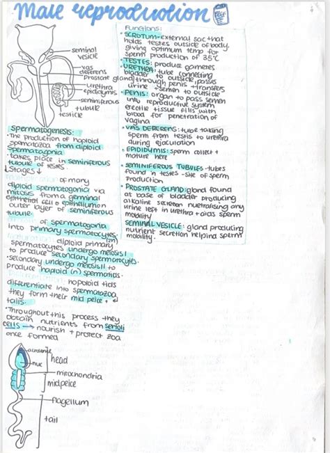 Image result for Male Reproduction System Textbook
