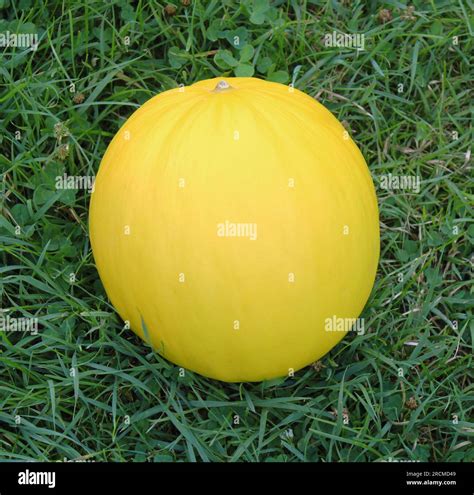 A Large Round Bright Yellow Golden Honeydew Melon Stock Photo - Alamy