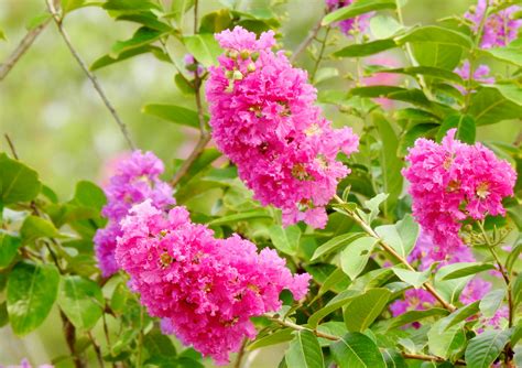 When To Plant Crape Myrtle - PlantopiaHub - Your Ultimate Destination ...