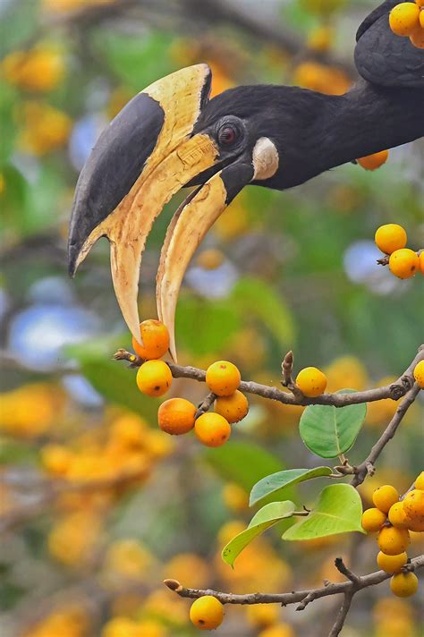 10 Things You Need To Know About Hornbills | Nature inFocus
