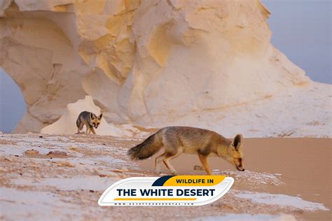 White Desert National Park Facts - Things to Do in the White Desert