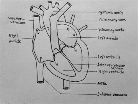 Draw the diagram showing the schematic sectional view of the human ...