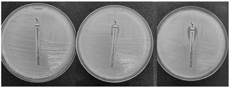 Genomic Characterization of KPC-31 and OXA-181 Klebsiella pneumoniae ...