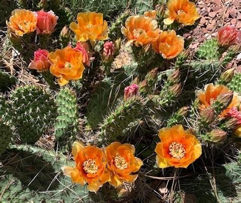 Introduction to Native Plants, The Hudson Gardens & Event Center ...