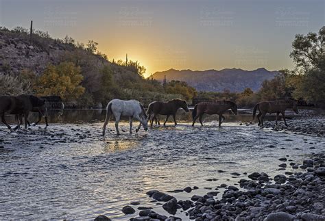 Where To See The Salt River Wild Horses In Arizona | Best Locations In 2025