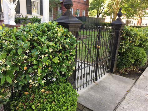 The Uptown Acorn: The Smell of Jasmine - what is the smell of jasmine