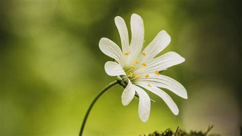 Closeup White Flower Petals Yellow Filament Moss Macro Blur Green ...