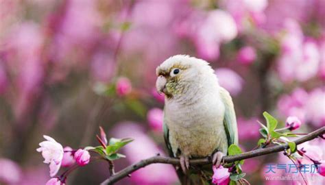 桃面类牡丹鹦鹉的名字都这么怪，原来名字里大有含义_基因