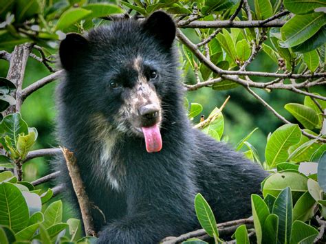 Spectacled Bear Eating