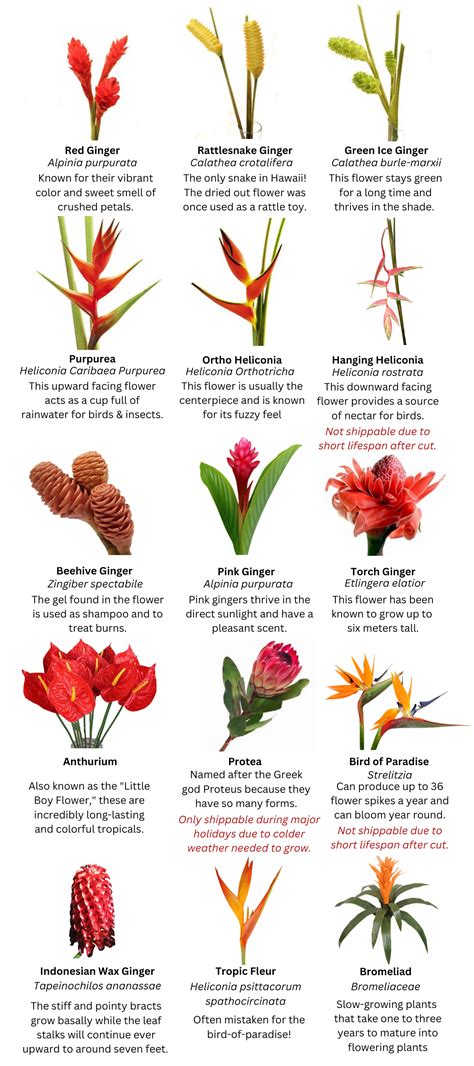 Tropical Flower Identification Guide Flower Wikipedia