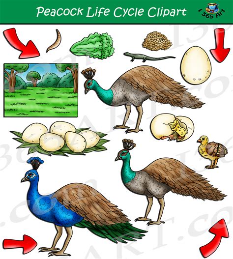 Peacock Life Cycle Clipart Set Download - Clipart 4 School