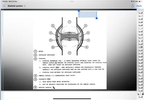 Skeleton- anatomy Flashcards | Quizlet