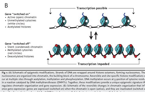 DNA Modification 的图像结果
