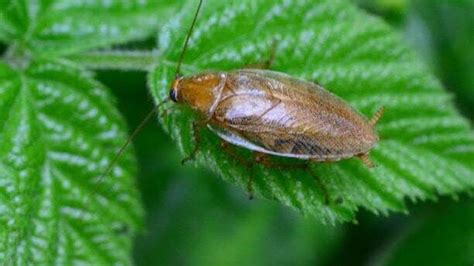 German Cockroach Poop 的图像结果