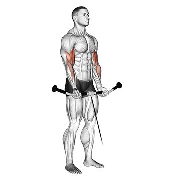 Image result for Cable Curl Workout