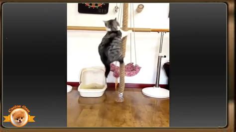 Rezultat imagine pentru Discus Care Guide