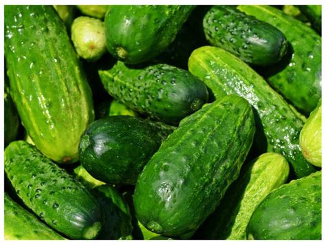 Foods Facts: Is cucumber fruit or vegetable, here’s the answer