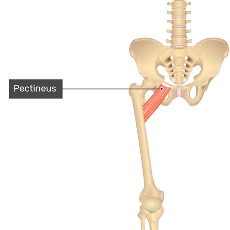 Pectineus Muscle Recovery at Sally Teresa blog