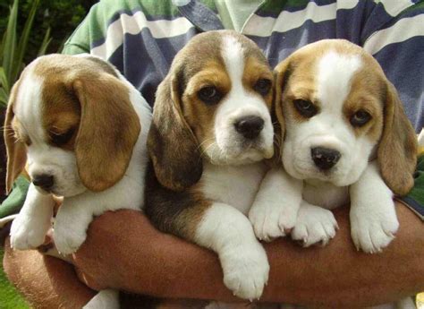 Beagle Dogs Sale At Kolkata | Beagle puppy for sale in Kolkata