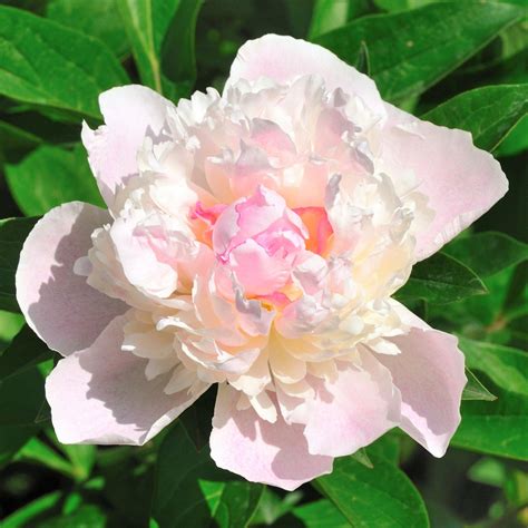 Peony Shirley Temple – Easy To Grow Bulbs