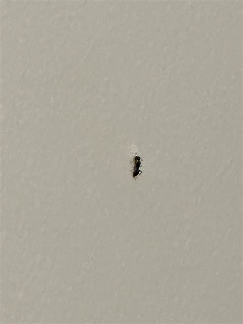 Ants not eating Terro bait : r/pestcontrol