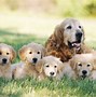 Image result for Golden Retriever Puppy Phone Wallpaper