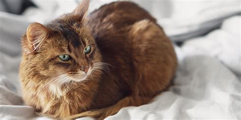 14 Famous Cartoon Cats From Comics, TV & Film | Purina US