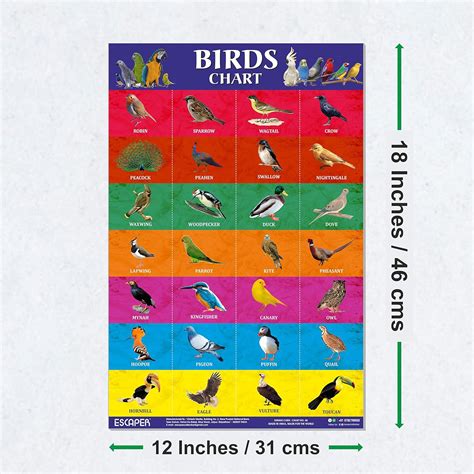Birds Picture Chart for Kids learning (11.5 x 17.5 inches) Birds Chart ...