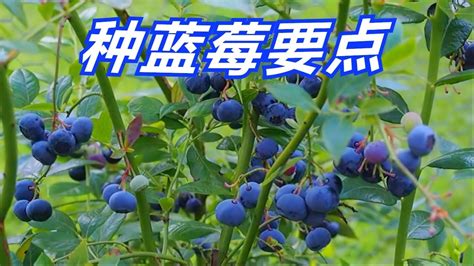 種藍莓 学种蓝莓树坐等吃蓝莓 How to Grow Blueberries at Home - YouTube