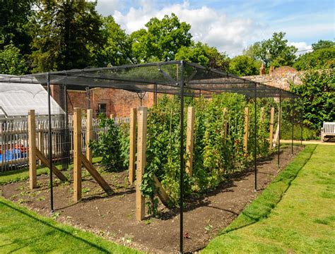 Which Garden Plants Actually Need Cages To Grow?