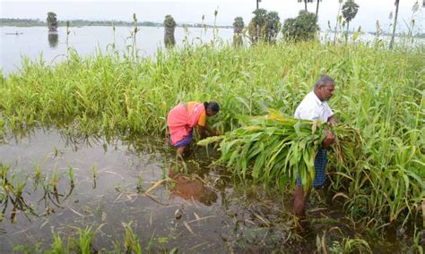 11 irrigation tanks full; standing crop inundated in Vellore