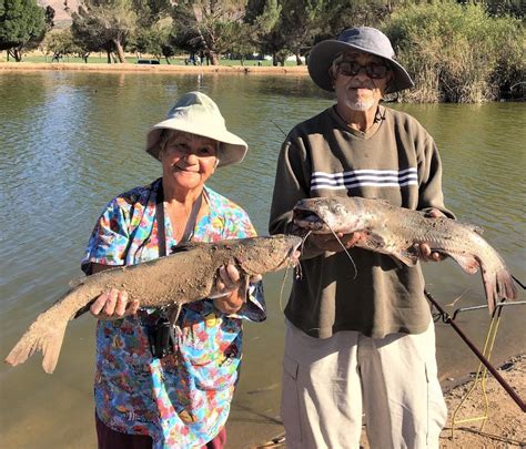 Hesperia Lake Fish Report - Hesperia, CA (San Bernardino County)