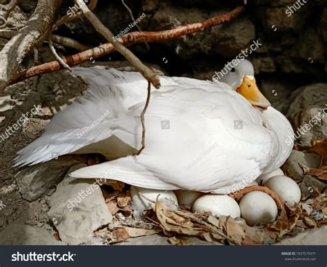 Mother Duck With Eggs