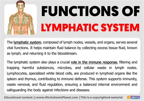 Image result for Lymphatic System Function
