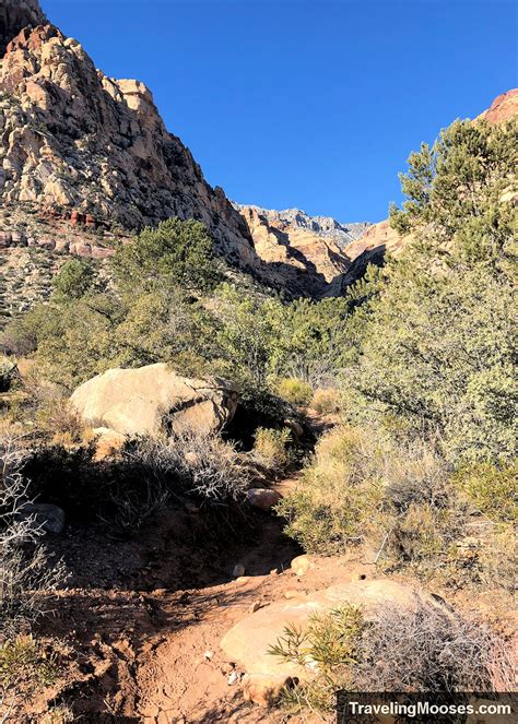 Image result for Loop Pimple