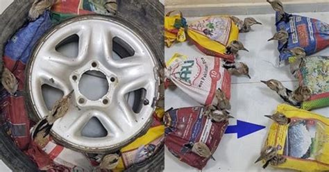 Here's How Heartless Animal Smugglers Can Be, Authorities Find 12 Birds ...