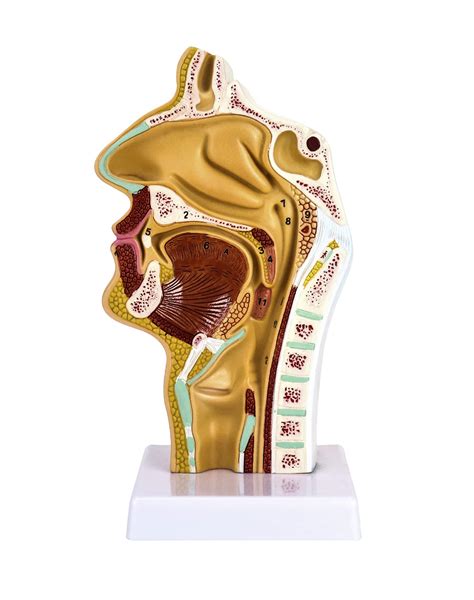 Buy QWORK Human Nasal Cavity Throat Anatomy Medical Model, Anatomical ...