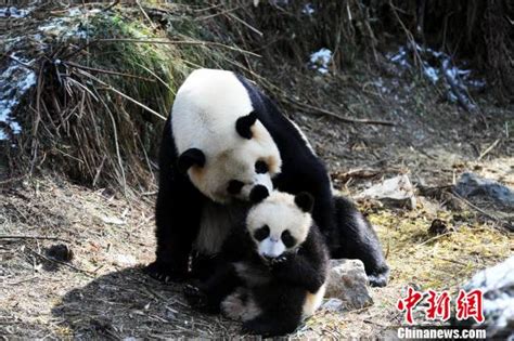 日本动物园公布大熊猫幼崽萌照