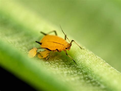 Little Yellow Mites