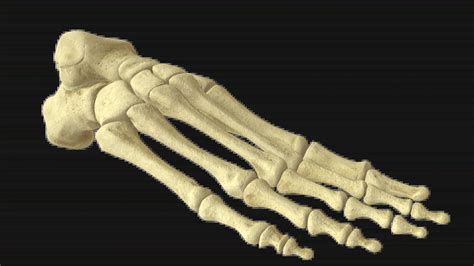 3D Anatomy Model of Hip Bone (Right) | VOKA